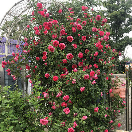 蔷薇花苗爬藤植物庭院爬墙玫瑰花盆栽藤本月季特大花四季花卉浓香 - 图0