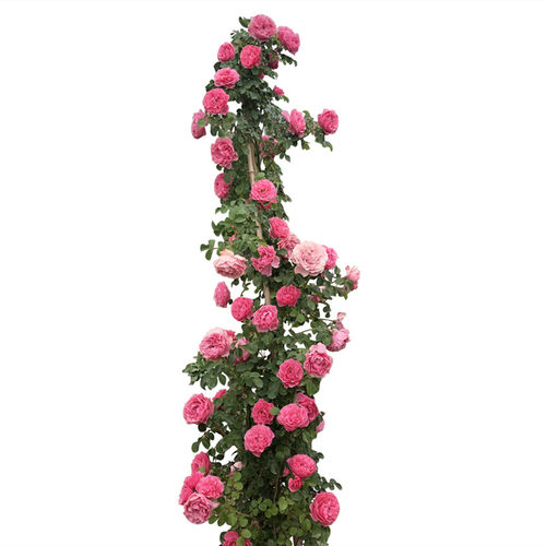 蔷薇花苗爬藤植物庭院爬墙玫瑰花盆栽藤本月季特大花四季花卉浓香 - 图3