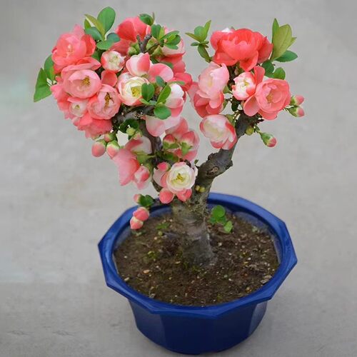 海棠花盆栽带花苞树苗老桩盆景庭院好养四季易活植物室内花卉绿植 - 图0