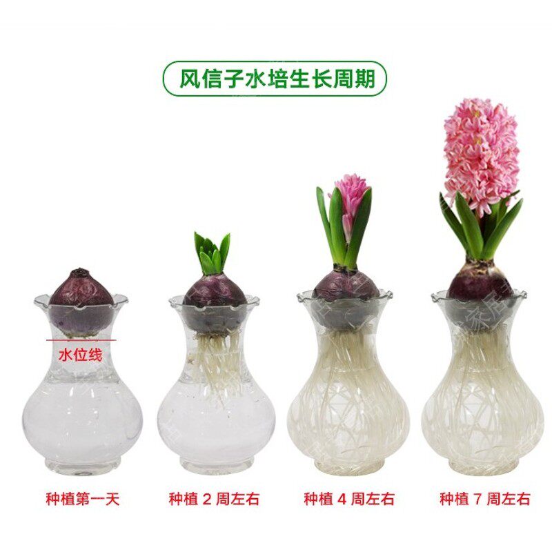 花瓶水仙花专用 新人首单立减十元 21年11月 淘宝海外
