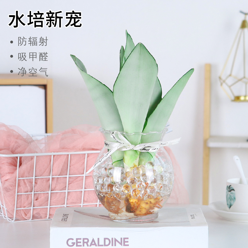 水培白玉兰虎皮兰小盆栽好养易活水养植物办公室内桌面绿植客厅