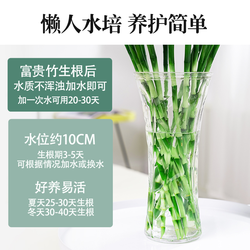 富贵竹水培植物盆栽绿植室内花客厅水养转运观音竹一帆风顺节节高 - 图2