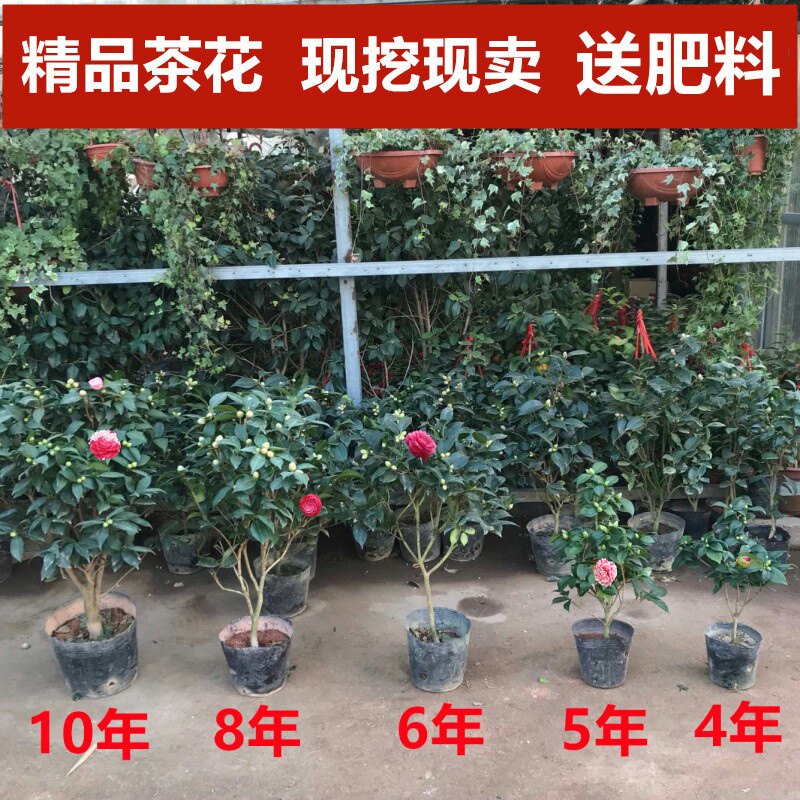 香妃山茶花盆栽带花苞五色赤丹花卉植物室内好养茶花树苗四季开花
