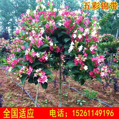 庭院绿化树种红王子锦带花苗花叶锦带五彩锦带花树苗锦带花苗盆栽 虎窝淘