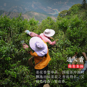 狮头脚【通天香】2023年春茶凤凰单枞茶潮州单从乌岽高山单丛50g