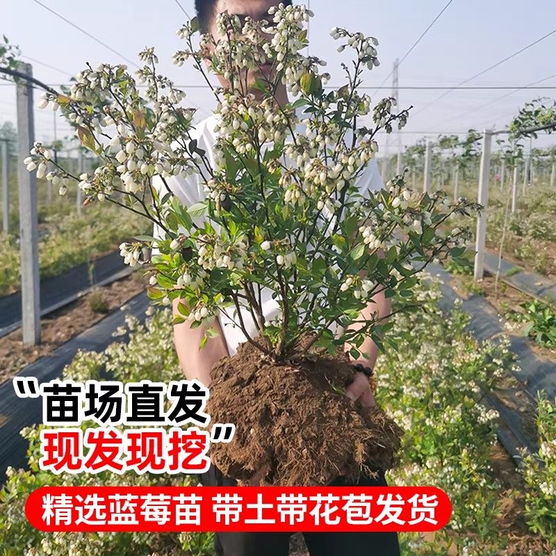 蓝莓树果苗盆栽带果子室内阳台南北方地栽耐寒花香蓝莓树矮化好养,淘宝优惠券,粉丝福利购,淘宝优惠卷