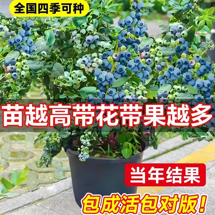 蓝莓树果苗盆栽带果子室内阳台南北方地栽耐寒花香蓝莓树矮化好养,淘宝优惠券,粉丝福利购,淘宝优惠卷