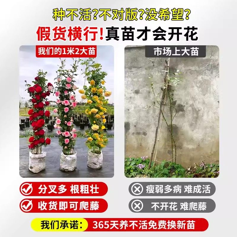 月季花苗特大花浓香蔷薇花苗爬藤植物四季开花庭院别墅好养活盆栽,淘宝优惠券,粉丝福利购,淘宝优惠卷