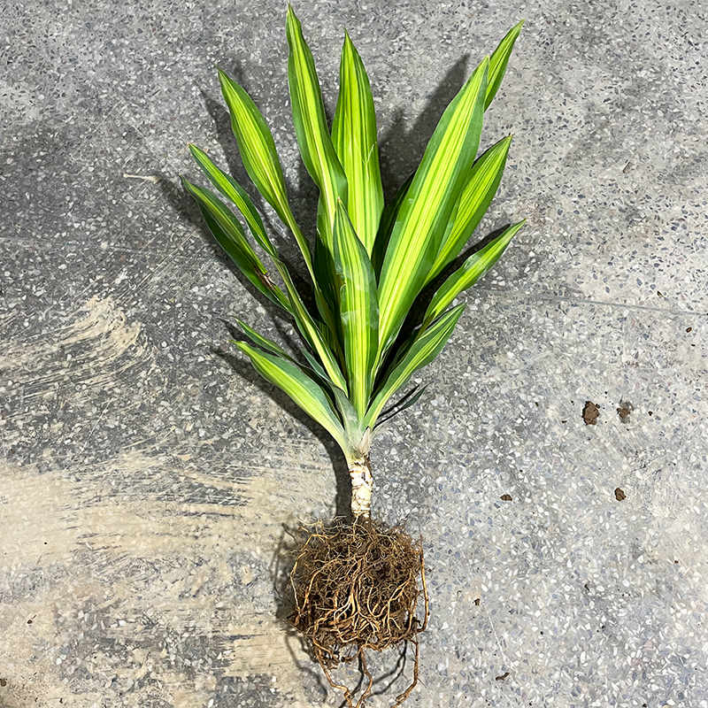 幸运木巴西铁树盆栽巴西木也门铁香龙血树绿植客厅阳台巴西美人铁-图2