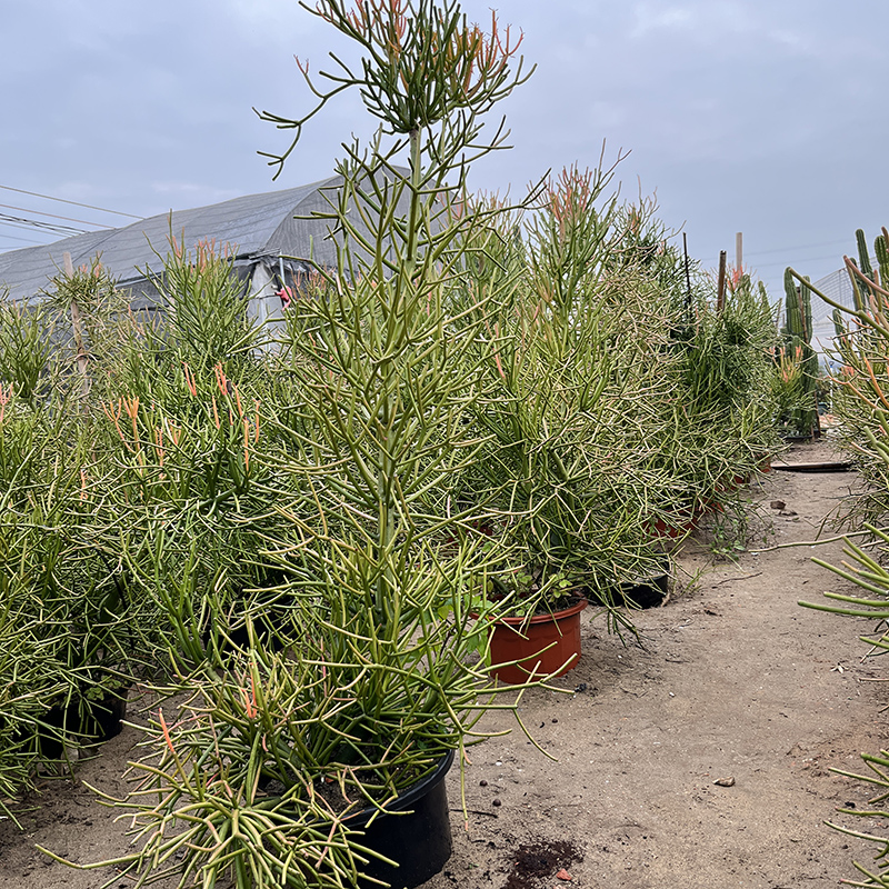 红珊瑚盆栽沙漠绿植物花镜植物彩珊瑚庭院园林绿化地栽盆景光棍树 - 图2