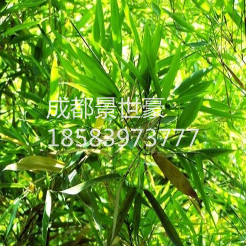 丛生竹子慈孝竹孝顺竹四季常青风景竹凤尾竹子苗客厅户外庭院植物-图0