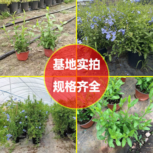 蓝雪花盆栽植物苗多季开花阳台花园观赏爬藤植物耐热易养活花卉 - 图2