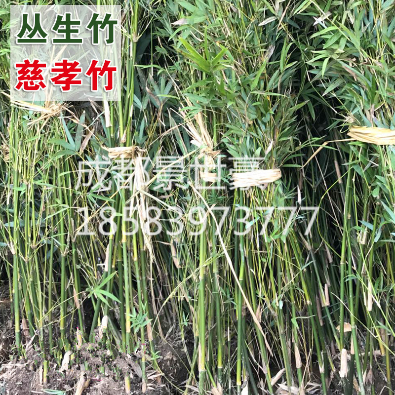 丛生竹子慈孝竹孝顺竹四季常青风景竹凤尾竹子苗客厅户外庭院植物-图2