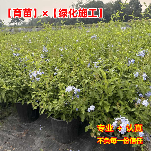 蓝雪花盆栽植物苗多季开花阳台花园观赏爬藤植物耐热易养活花卉 - 图0