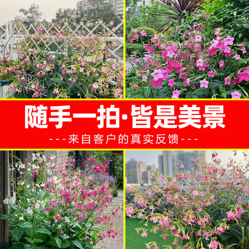 花烟草苗盆栽成都发货基地直供工程绿化阳台花卉好养易活好种植 - 图3