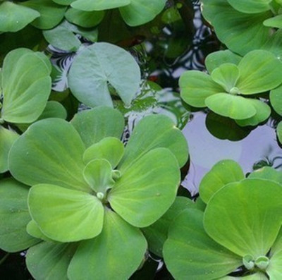 水葫芦水培植物水生水草池塘鱼缸凤眼莲水芙蓉水浮莲净化污水浮萍-图1