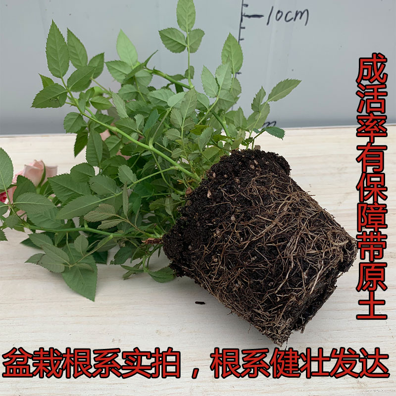 迷你玫瑰花苗盆栽带花苞好养花卉植物四季开花不断钻石微型小月季 - 图2