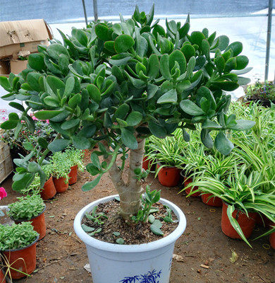 金枝玉叶大玉树室内盆栽 景天 多肉植物燕子掌 客厅绿植花卉盆景 - 图0
