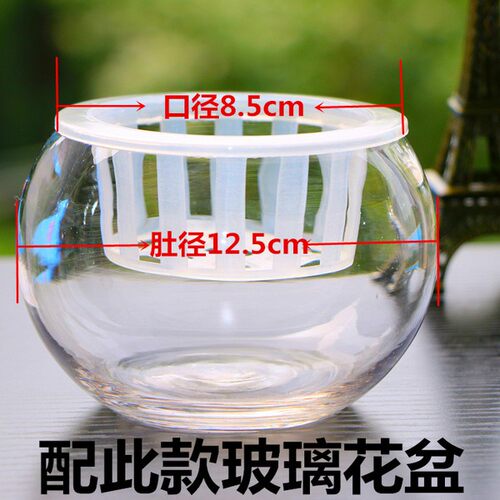 鸿运当头盆栽 水培花卉整套红星凤梨绿花植水养植物室内 空气凤梨 - 图3