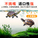 ປາ ແລະ ກຸ້ງ 6-pellet turtle food for beauty and body enhancement, ໂປຣຕີນສູງ