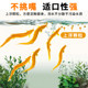 Yujule golden loach ອາຫານພິເສດ
