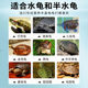 ອາຫານເຕົ່າ, ອາຫານເຕົ່າໃຫຍ່, ອາຫານເມັດນ້ອຍ