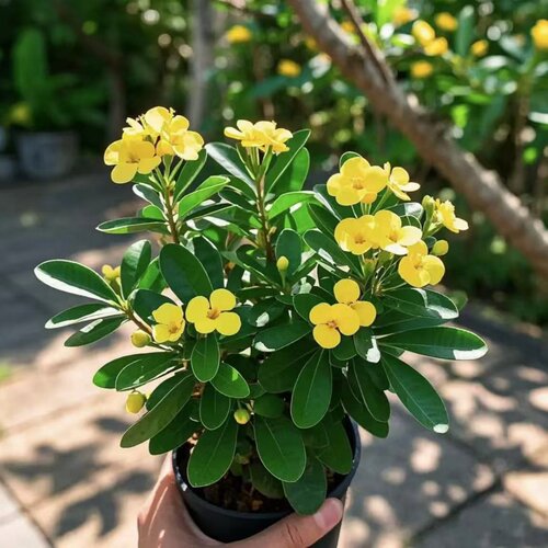 铁海棠虎刺梅盆栽老桩大叶大花阳台室内花卉桌面绿植物四季好养活 - 图3