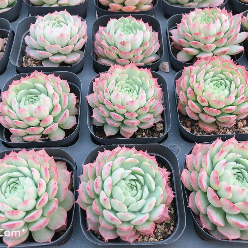 朱砂痣多肉植物好养室内趣味美观阳台夏季易活花卉绿植盆栽 - 图0