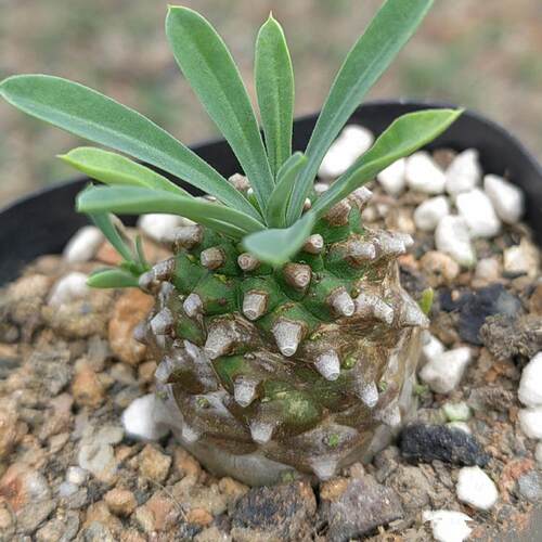 峨眉山多肉块根植物小菠萝盆栽铁甲麒麟大戟科室内办公室桌面绿植 - 图0