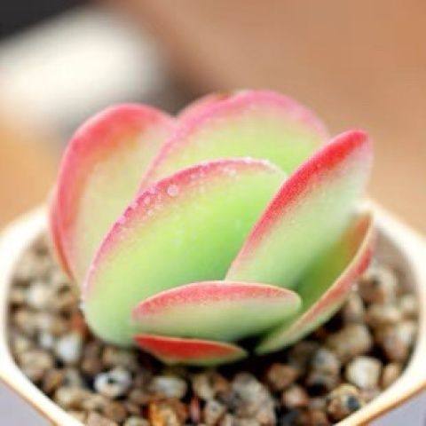 多头包红多肉唐印大颗植物四季好养室内阳台办公室盆栽 - 图2