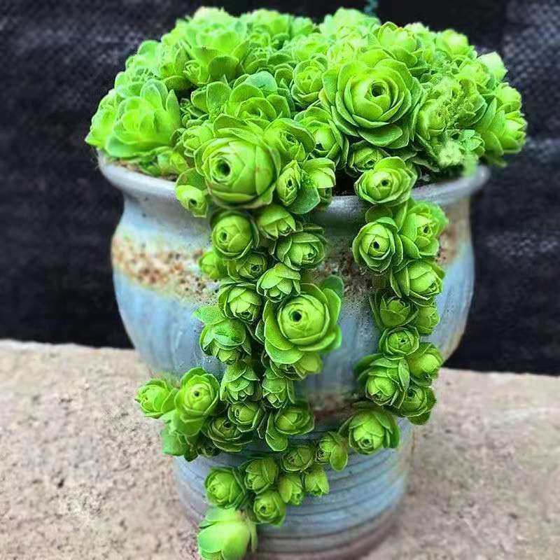 山地玫瑰多头群生多肉植物肉肉新手办公室创意花卉绿植花卉盆栽,淘宝优惠券,粉丝福利购,淘宝优惠卷