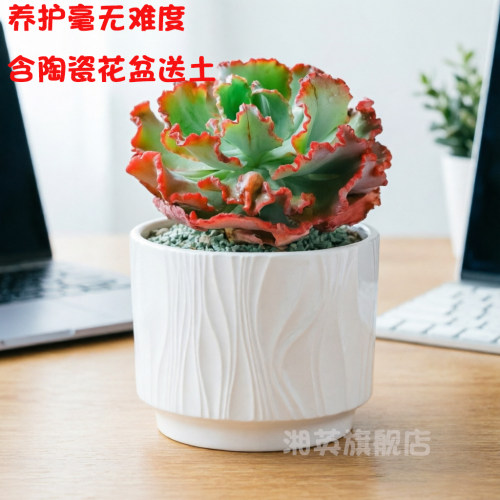 舞会红裙巨型多肉超大老桩包菜系列型多肉盆栽植物贵货稀有植物 - 图2