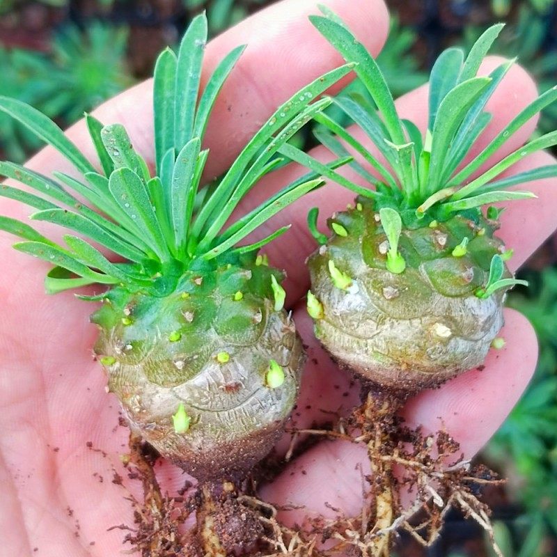 小菠萝旺来 峨眉山多肉凤梨 创意迷你植物四季好养桌面绿植盆栽,淘宝优惠券,粉丝福利购,淘宝优惠卷