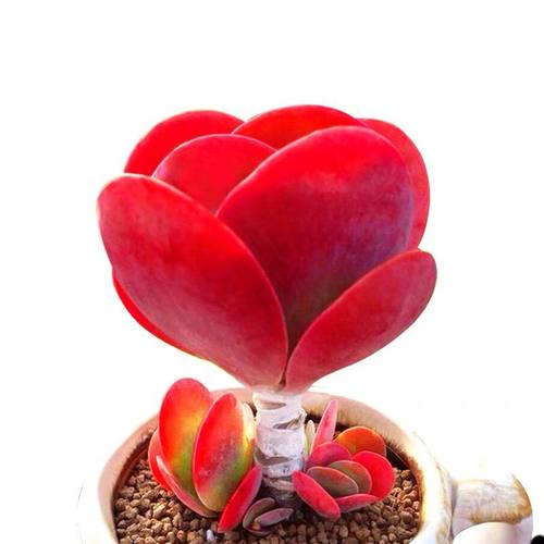 多头包红多肉唐印大颗植物四季好养室内阳台办公室盆栽 - 图3