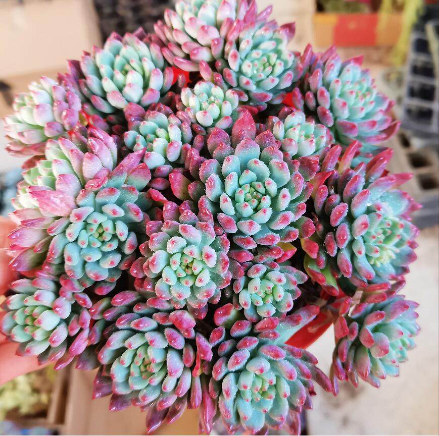 蓝苹果多肉老桩清仓多头大株老庄超大冬季超大多肉植物血斑肉嘟嘟,淘宝优惠券,粉丝福利购,淘宝优惠卷