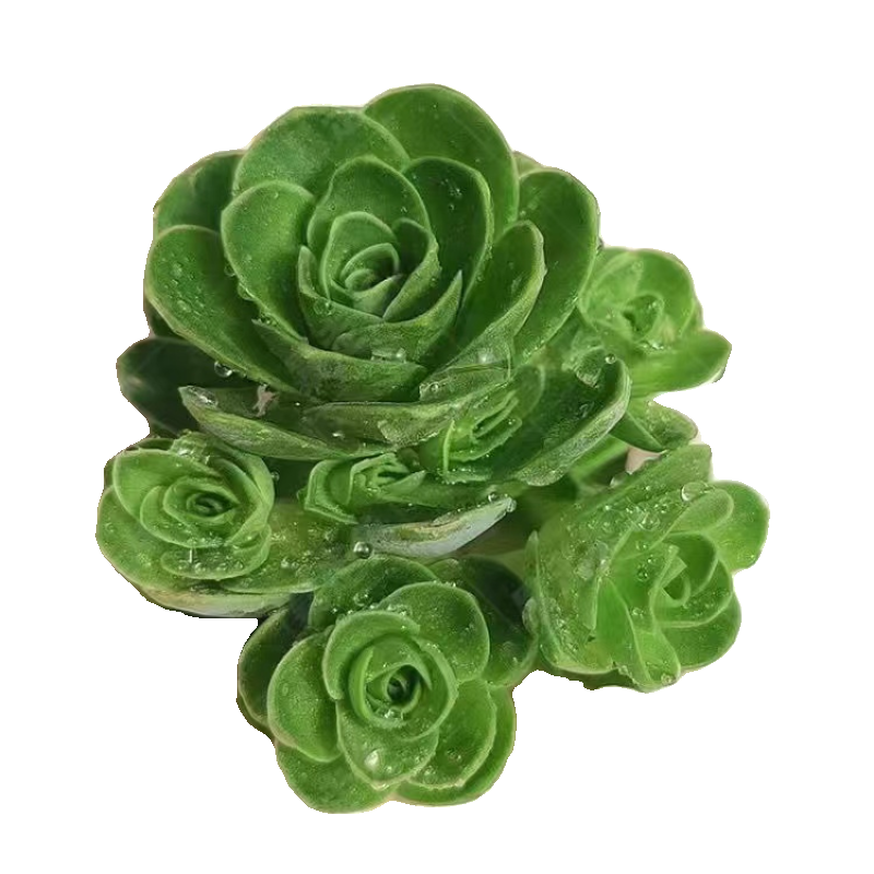 山地玫瑰多头群生多肉植物肉肉新手办公室创意花卉绿植花卉盆栽,淘宝优惠券,粉丝福利购,淘宝优惠卷