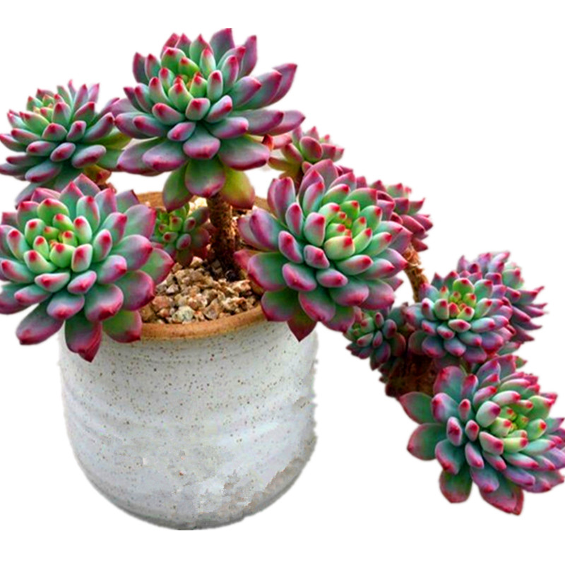 蓝苹果多肉老桩清仓多头大株老庄超大冬季超大多肉植物血斑肉嘟嘟,淘宝优惠券,粉丝福利购,淘宝优惠卷