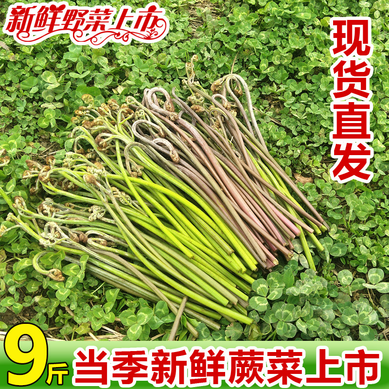 贵州特产当季蕨菜新鲜野生嫩甜撅菜龙爪菜农家蔬菜厥菜蕨苔凉拌菜 - 图1