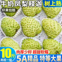 Boutique Big fruit 10 kilos of pineapple Pineapple Fruits Fresh Fruit milk Dried Lychee Forest the Buddhas head now off 9