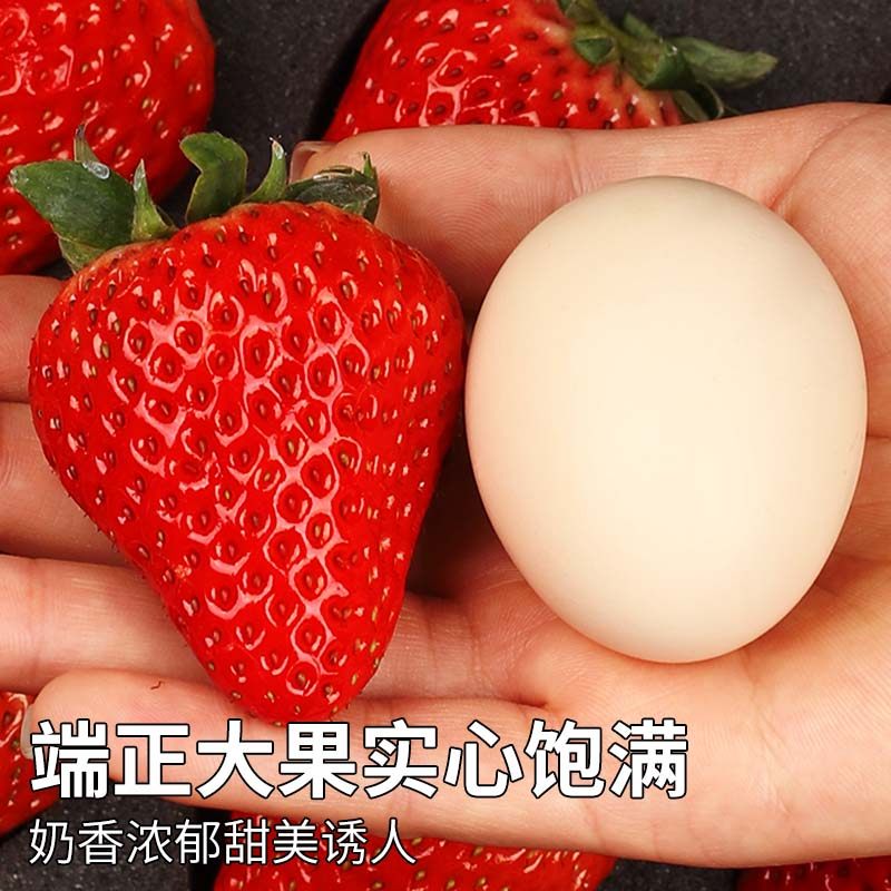 顺丰空运丹东草莓新鲜水果3斤大果奶油红颜九九孕妇当季整箱包邮9,淘宝优惠券,粉丝福利购,淘宝优惠卷