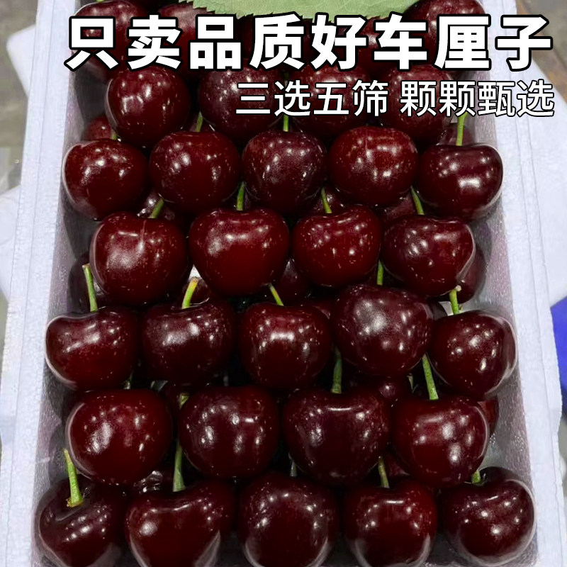  顶掌柜车厘子/樱桃