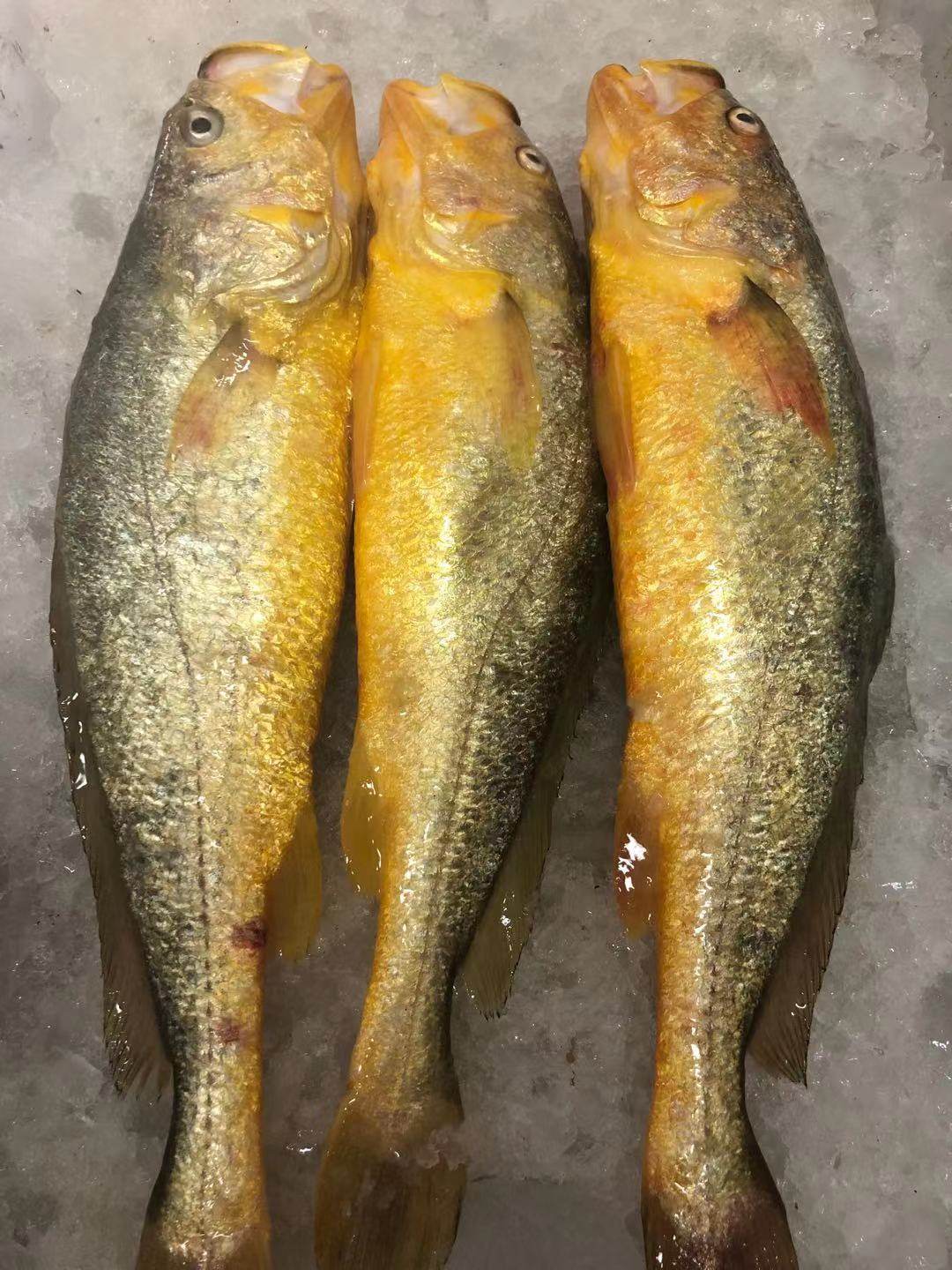 舟山海鲜深水大黄鱼生态大黄花鱼东海码头直发海鲜水产2斤共2条_虎窝淘