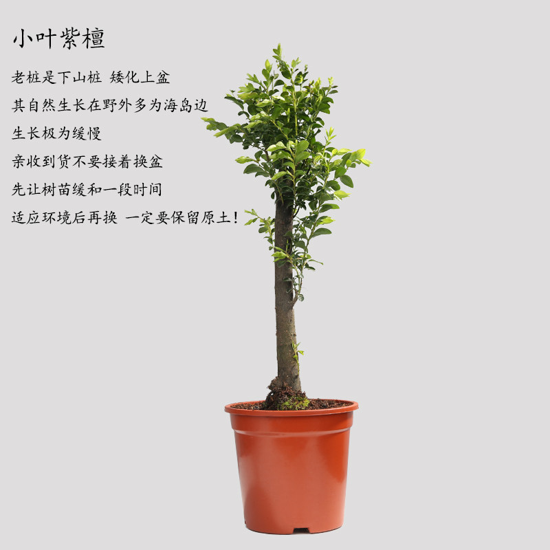 小叶紫檀盆景树苗花卉盆栽办公室植物黑骨茶树桩四季常青宅绿植 花海鸳鸯旗舰店 淘优券