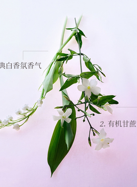thebodyshop香水淡雅自然