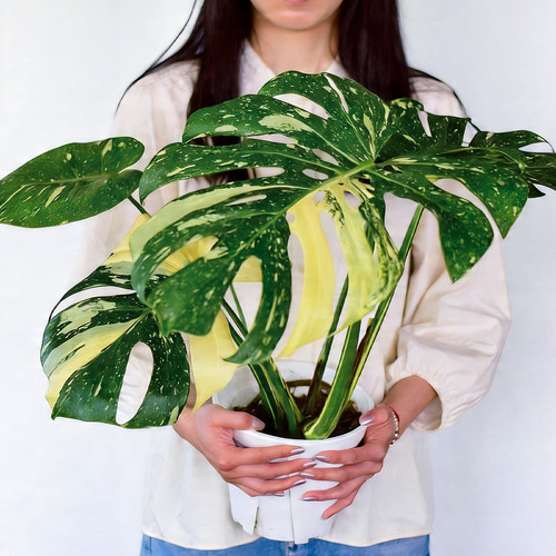 洒金龟背竹 新手好养室内净化空气美丽锦化热植盆栽 浇浇植物超市 - 图0