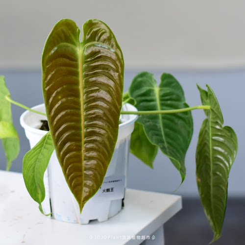 ZB火鹤王花烛 原种进口热植小苗 稀有雨林植物室内盆栽浇浇 - 图1