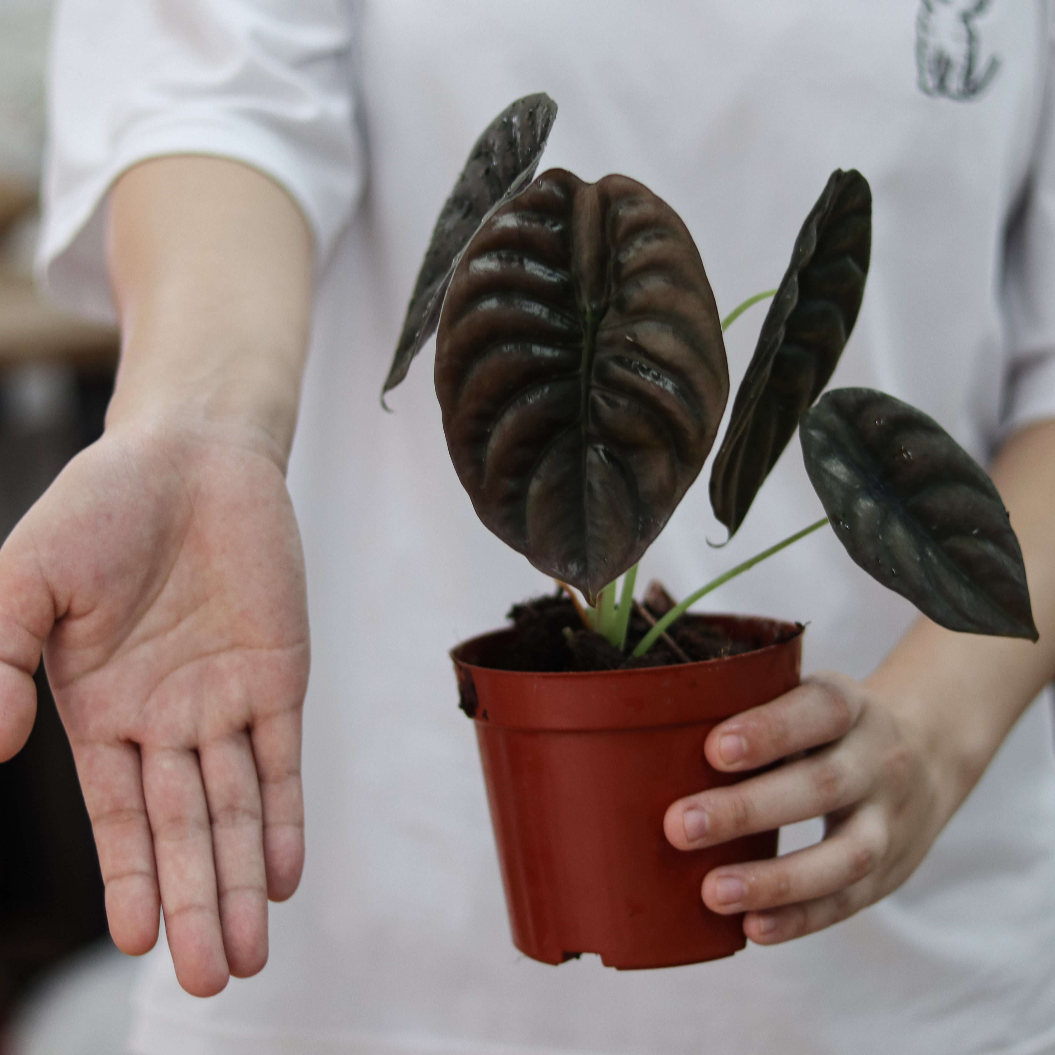 浇浇植物铜叶黑铜海芋热带好养网红绿植易养活小型室内盆栽_虎窝淘