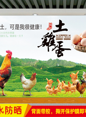 正宗农家散养土鸡蛋招牌广告贴纸