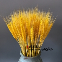 Natural Gold Wheat Ears Dry Flower Bouquet Open Barley Living Room Fields Garden Decoration Pendulum dried flower flower arrangements Prop Rice Ears