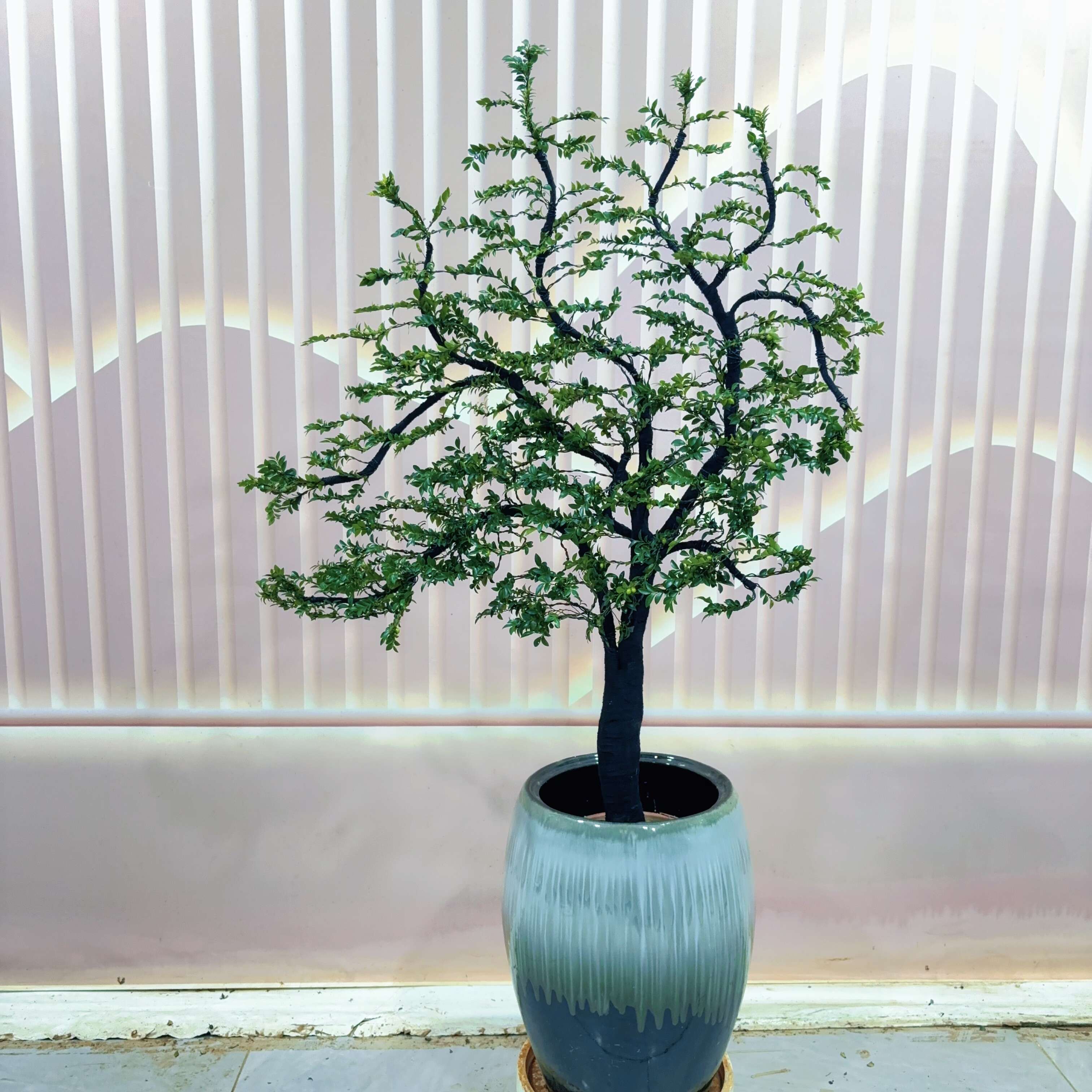 广东小叶紫檀老桩造型树室内客厅办公室桌面绿植盆栽四季常青 - 图3